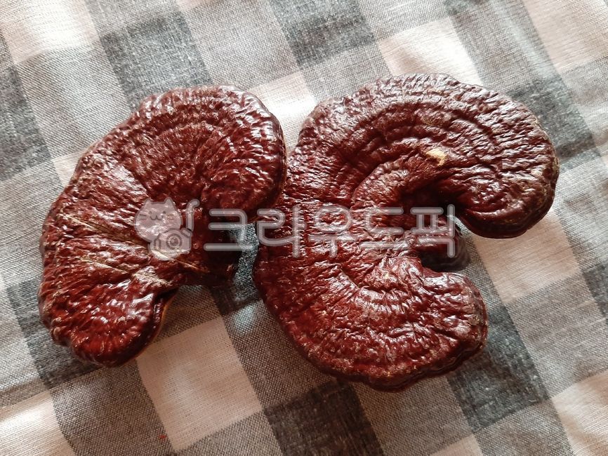 food,음식,버섯,영지버섯,영지,식재료,보약,한약재,한약재료,재료,보약재료,한약