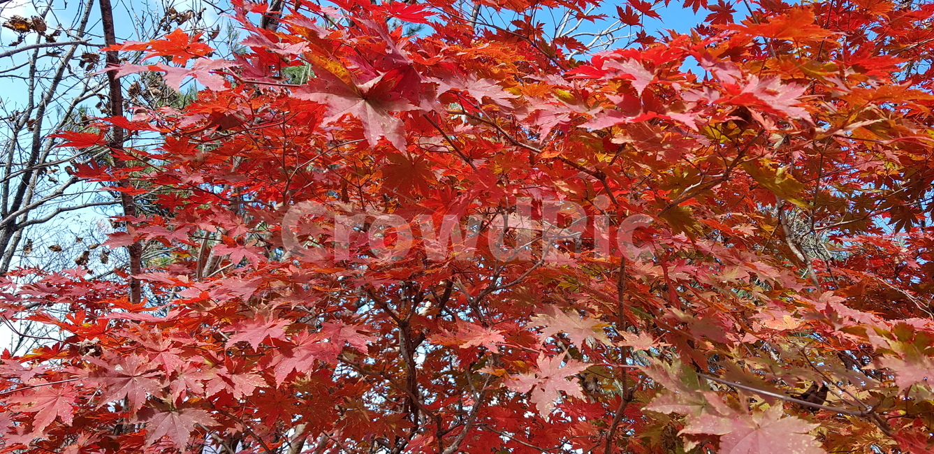 단풍,가을단풍,붉은단풍,단풍잎,불타는단풍,가을,계절,fall,autumn,season,leaf,잎,plant,식물,tree,나무,maple