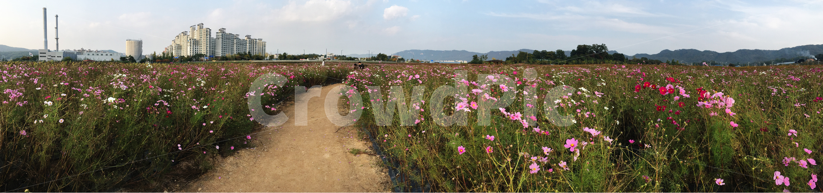 파노라마,가을,풍경,꽃길,배경,가을,계절,fall,autumn,season,자연,풍경,nature,landscape,한국자연풍경,한국자연경관,korea nature landscape,outdoors,옥외,grassland,목초지,field,들