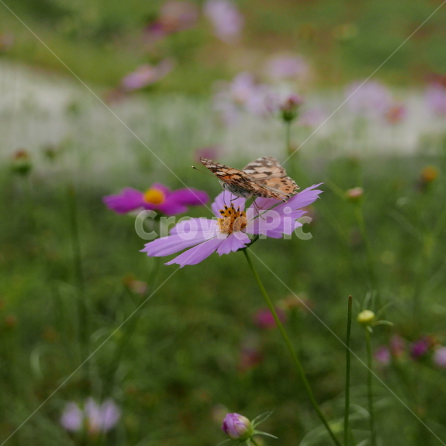 나비,꿀,butterfly,호랑나비,코스모스,cosmos,가을,plant,식물