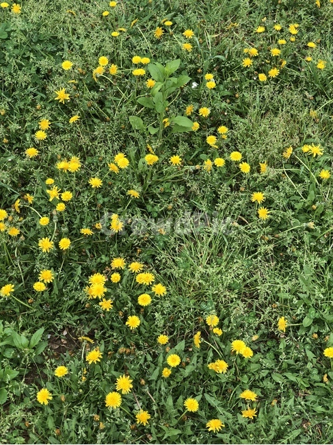 민들레,풀,들꽃,초록,노랑