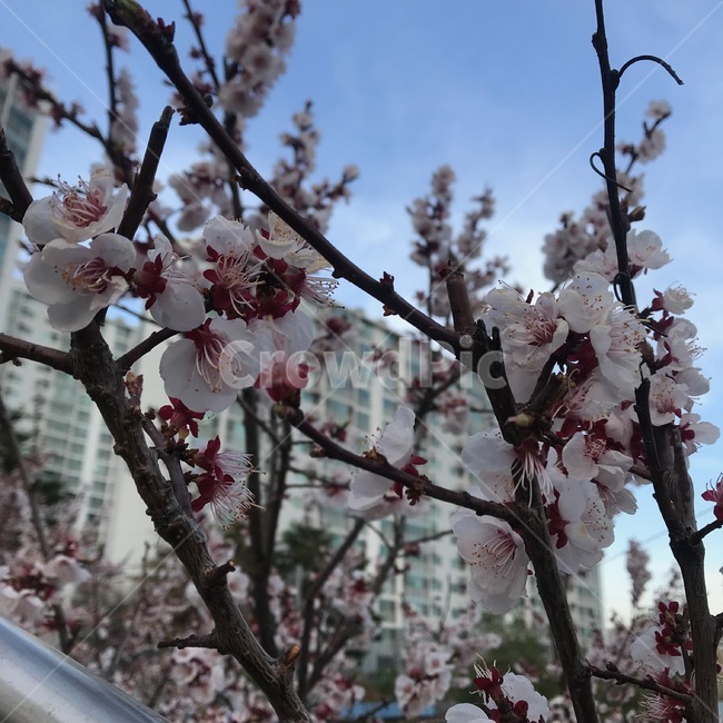 아파트,벚꽃,꽃,봄,cherryblossom