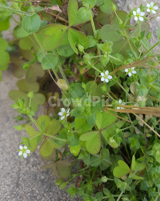 꽃,flower,야생화,생화,근접