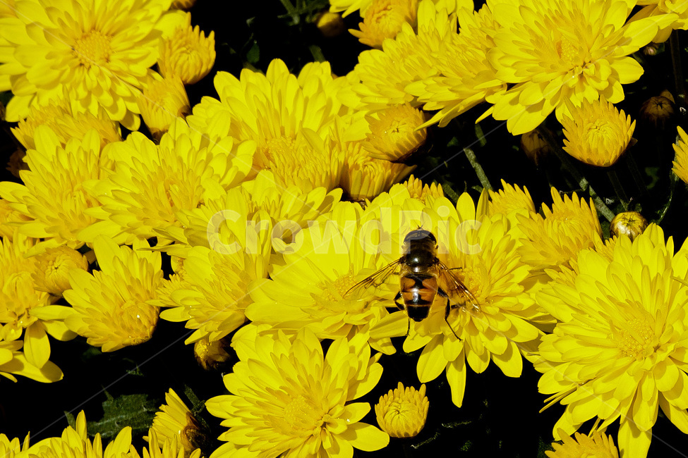 꿀벌,국화,노랑꽃,동물,식물,가을,식물,자연,plants,nature,꽃,flower,곤충,벌레,insect,bug