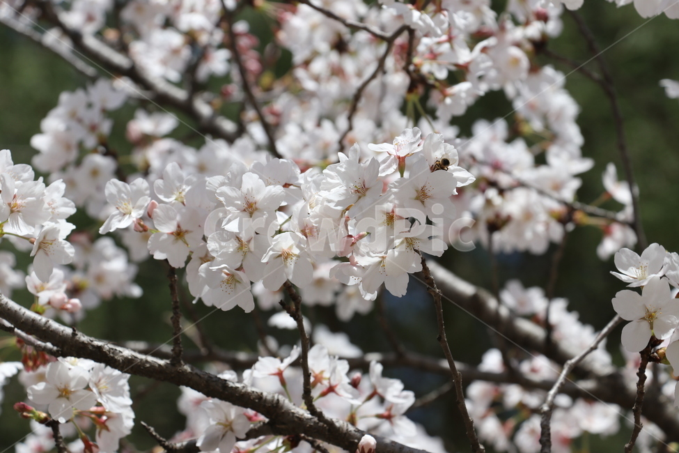 봄,벚꽃,꽃,자연,식물,봄,계절,spring,season,식물,자연,plants,nature,꽃,flower,plant,blossom,cherry blossom