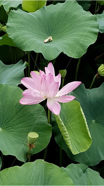 식물,꽃,연꽃,자연,녹색,식물,자연,plants,nature,꽃,flower