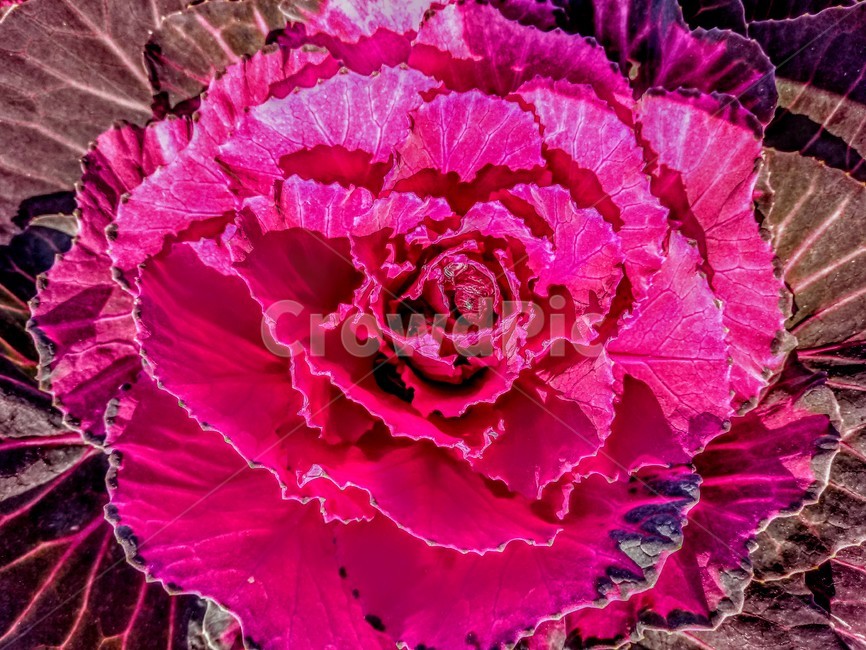 background,배경화면,wallpaper,식물,cabbage,plant,꽃양배추,조경,식물,자연,plants,nature,꽃,flower