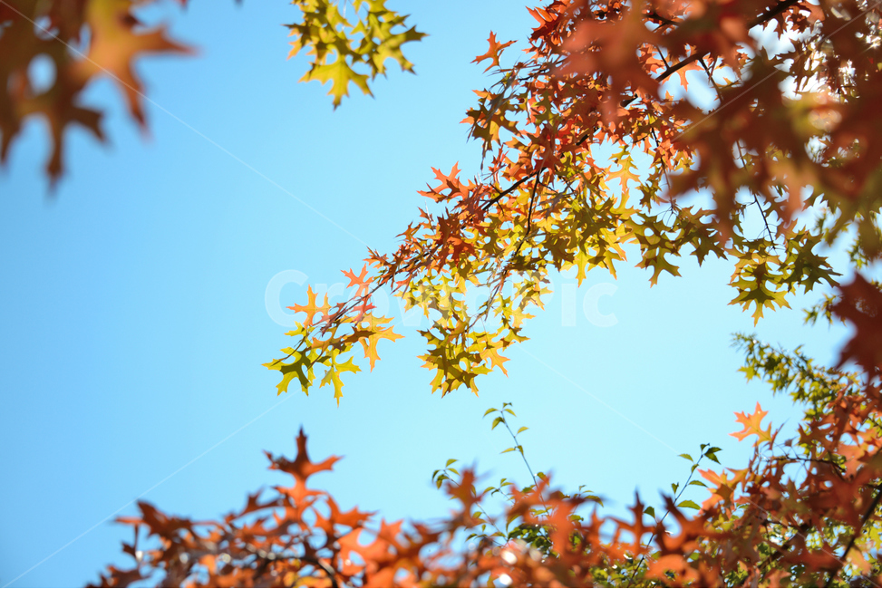 가을,단풍,하늘,단풍잎,빨간열매,fall,autumn,leaf,bluesky,maple,태양,아름다운,sunlight,햇빛,나무,tree,beutiful,맑은날,따뜻한,맑음,sunny,자연,식물,대왕참나무,가을,계절,fall,autumn,season,잎,plant