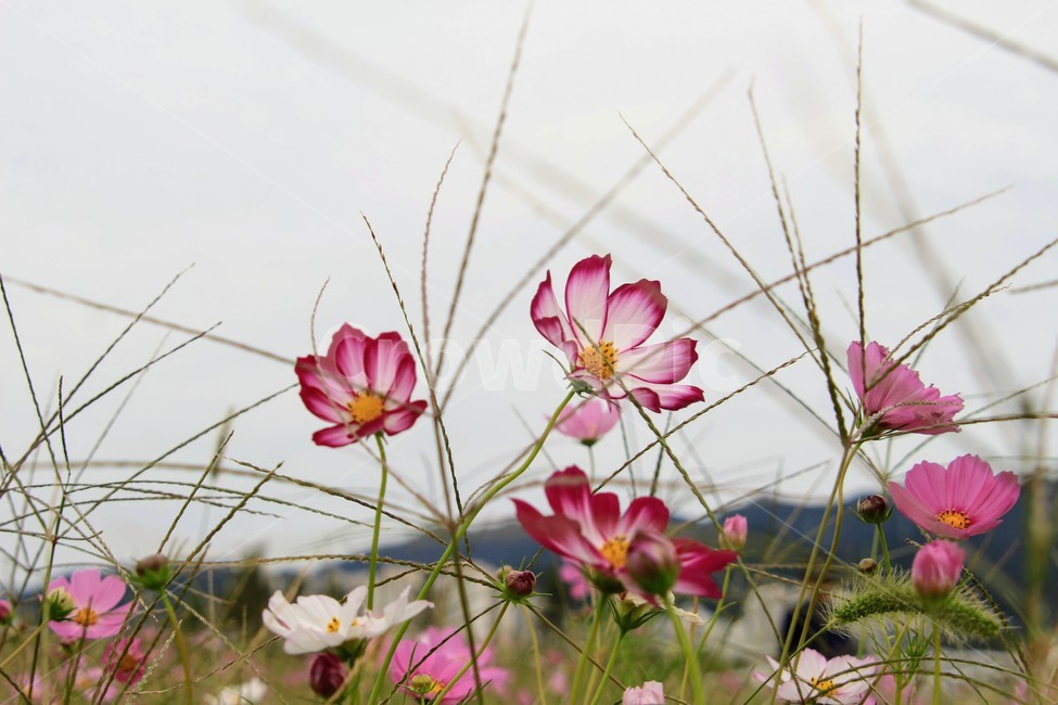 강변,꽃,가을,코스모스,공원,가을,계절,fall,autumn,season,식물,자연,plants,nature,꽃,flower,blossom,petal,꽃잎,plant
