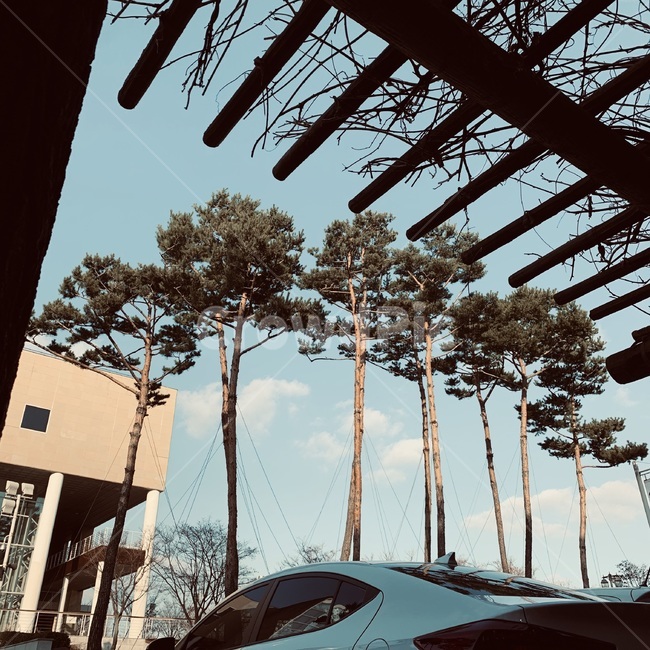배경,나무,건물,하늘,시원한