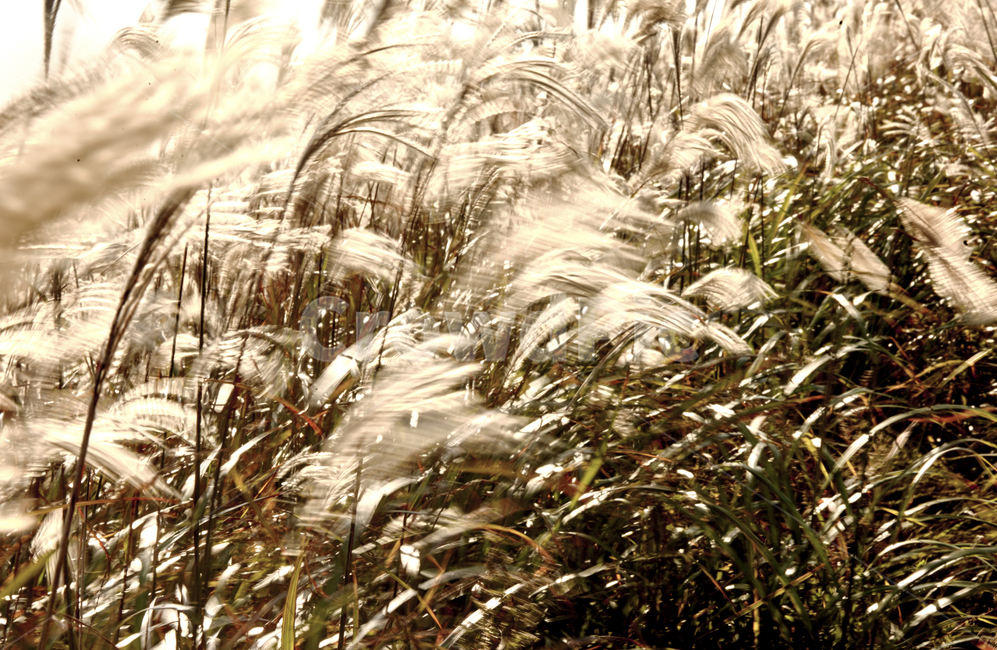 갈대,가을,여심,은빛,reed,가을,계절,fall,autumn,season,grass,잔디,plant,식물,lawn