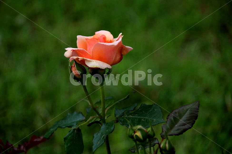봄,꽃,식물,자연,장미꽃,식물,자연,plants,nature,꽃,flower