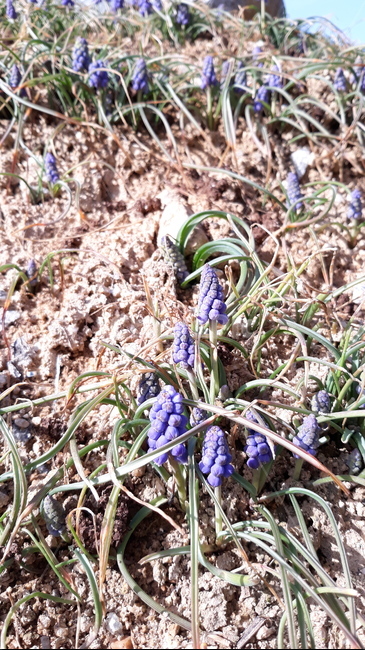 plant,식물,봄,봄꽃,수목원