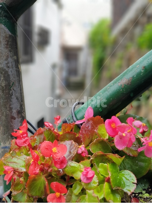 꽃,난간,flower,plant,식물,rain,비