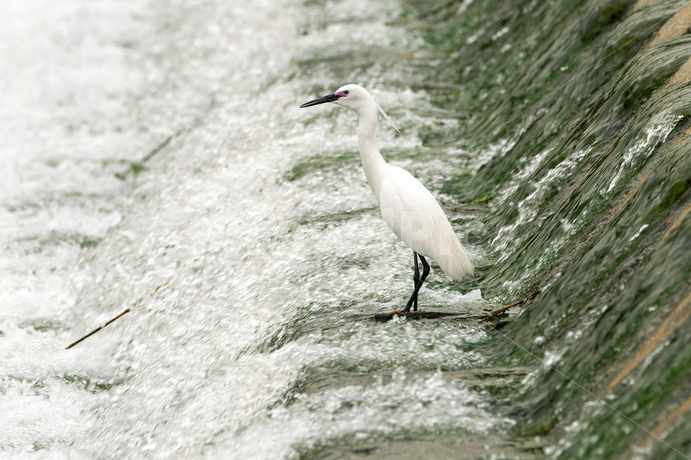 백로,새,조류,야생동물,자연,생태,생태계,whiteheron,egret,bird,animal,동물,animal,조류,새,birds