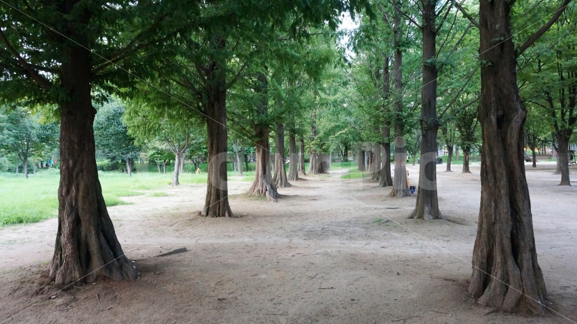 나무,공원,서울숲,길,숲길,숲,초록,메타세콰이어길,자연,자연,풍경,nature,landscape,여름,계절,summer,season,tree,plant,식물,tree trunk,나무 줄기,ground,바닥