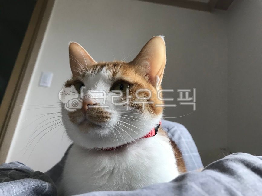 고양이,냥이,냥냥이,멍때리는고양이,얌전한고양이
