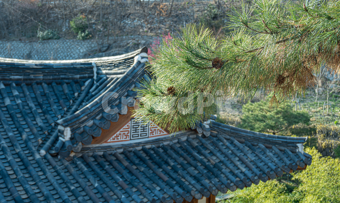 기와,한옥,한옥지붕,지붕,소나무,기와지붕,koreatraditionalhouse,koreanbuilding,풍경,전통,roof,tileroof,한국건축물,단청,처마,솔잎