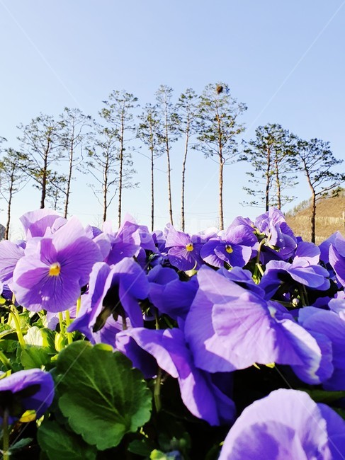 꽃,flower,식물,예쁜풍경,blossom
