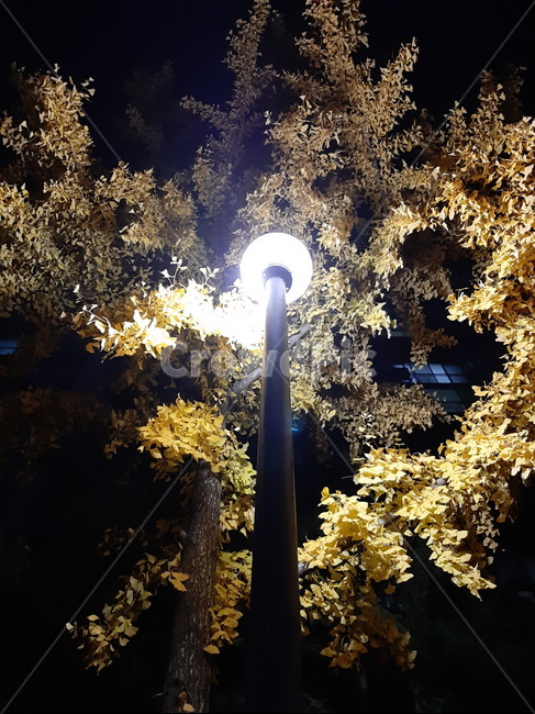 은행나무,전봇대,빛,밤,자연,야경,밤,풍경,nightscape,night,landscape