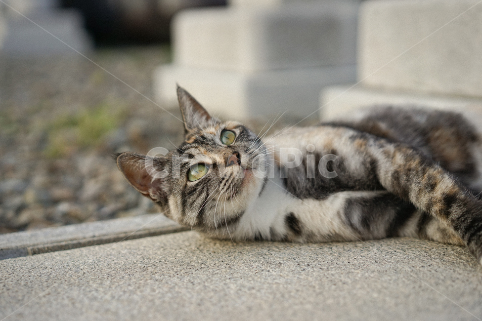 고양이,삼색고양이,길고양이,cat,동물,동물,animal,포유류,mammal,고양이,cat,kitten,kitty