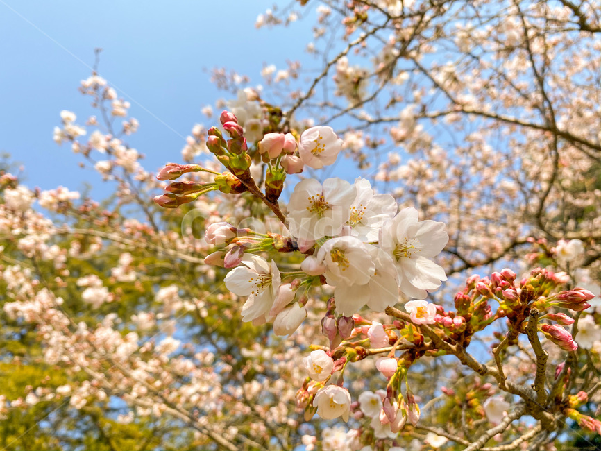 벚꽃,꽃,봄꽃,봄,blossom,자연,nature,식물,plant,flower,따뜻