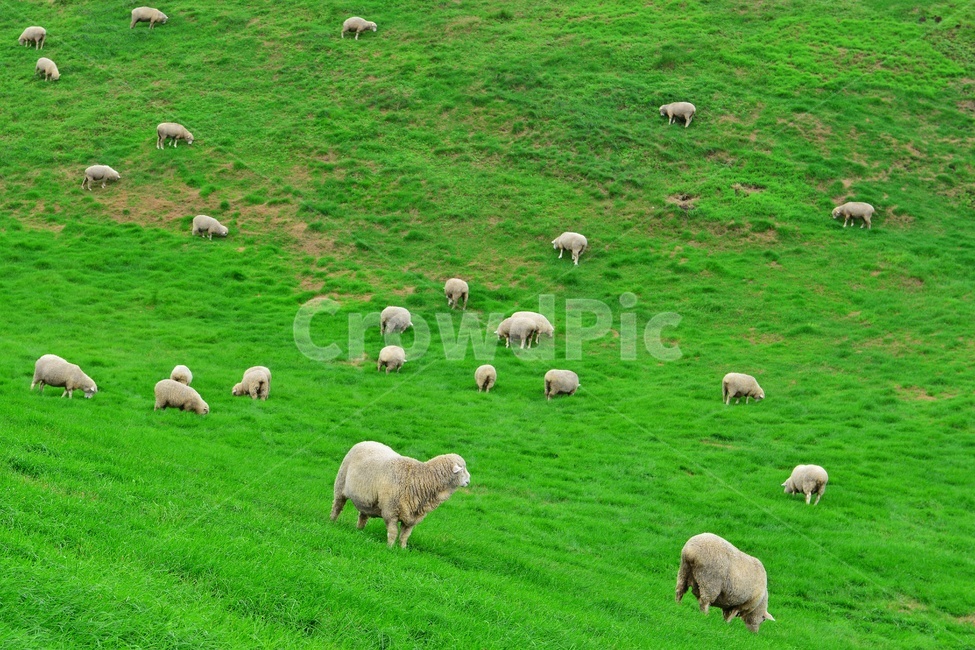 강원도,평창,대관령,양떼목장,field,들,outdoors,옥외,grassland,animal,동물,sheep,양,mammal,포유류,nature,자연,rural,농촌,farm,pasture,목장,ranch,농장,grazing,방목,meadow,목초지,경치,경관,풍경,목축업,목장,livestock farming,ranching,pasture
