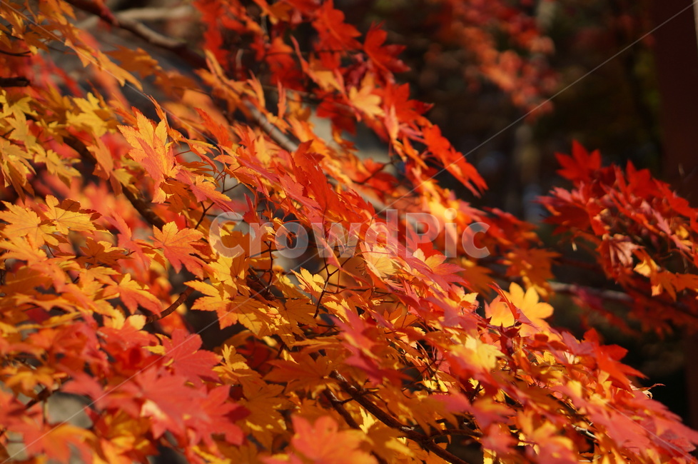 가을,단풍,풍경,빛,빨강,plant,식물,leaf,잎,tree,나무,maple
