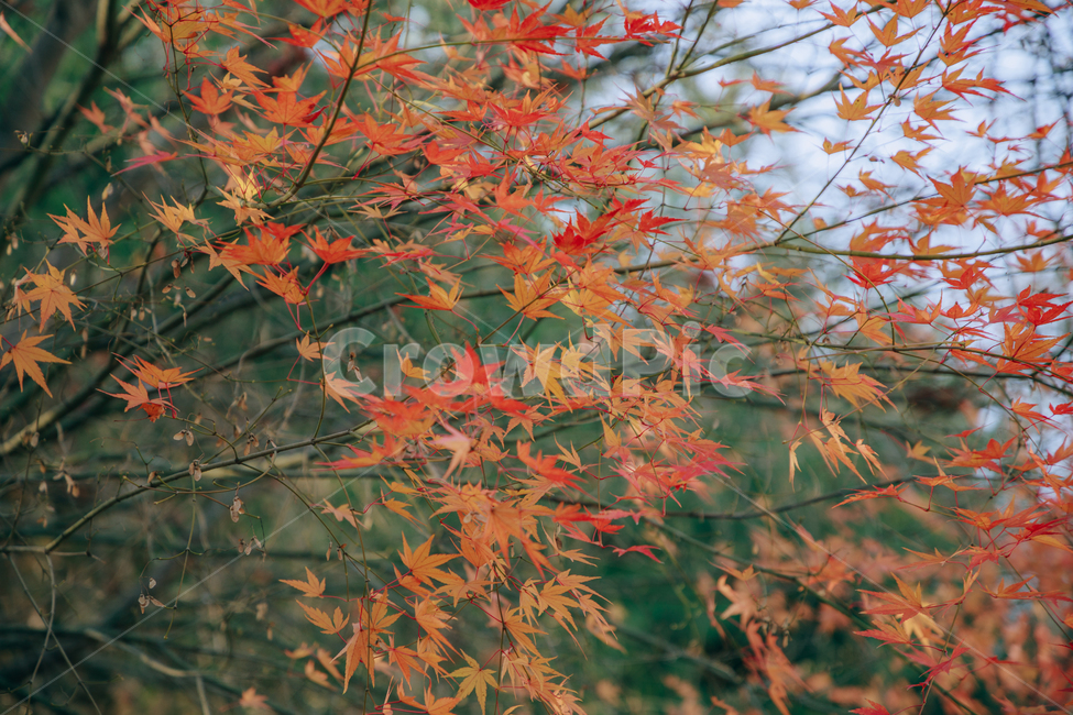 단풍,붉은,빨간,가을,나무,낙옆,잎,나뭇잎,가을,계절,fall,autumn,season,식물,자연,plants,nature,leaf,plant,tree,maple