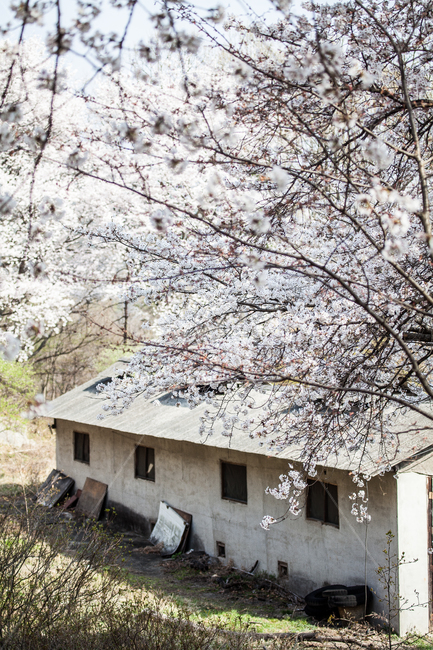 plant,식물,벚꽃,건물,창고,봄