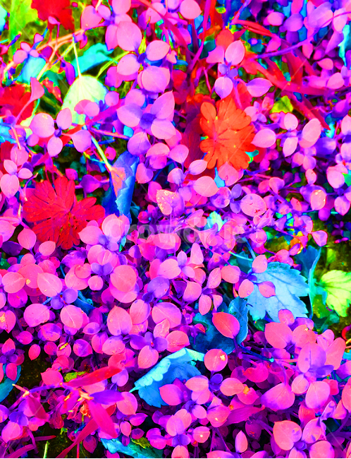 빛,plant,식물,자주,pink,leaf,잎,몽환,숲,나뭇잎,나무,풀,화려,꿈,이상,정원