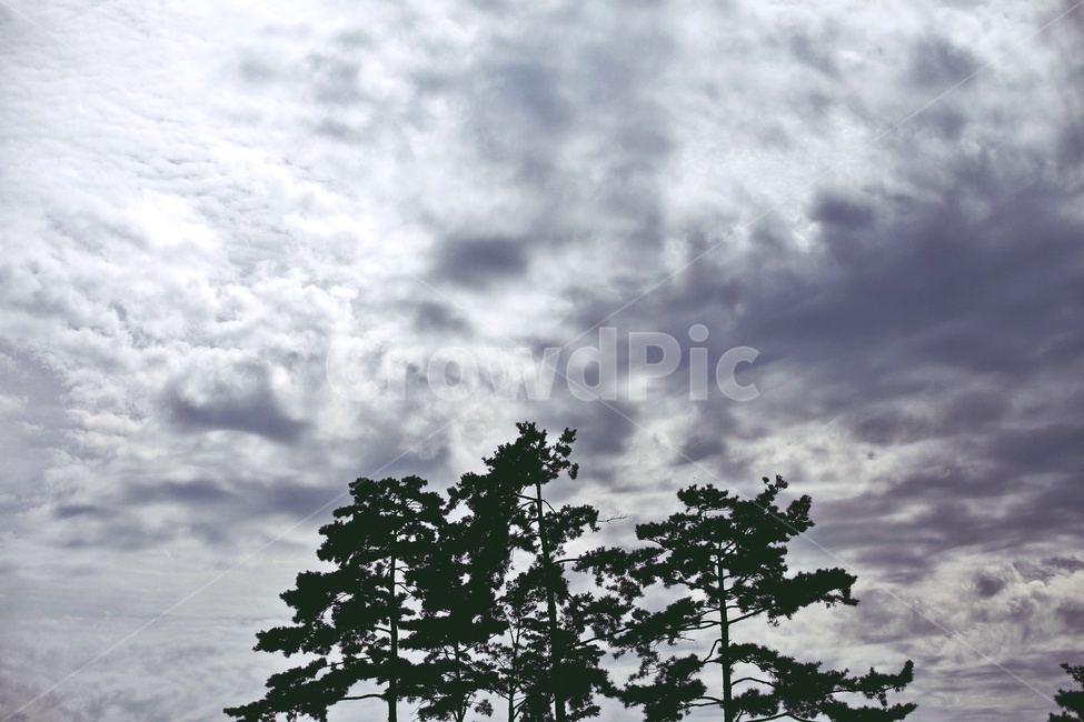 소나무,구름,먹구름,흐린하늘,pinetree,cloud,cloudy,gray,식물,자연,plants,nature,나무,trees,wood