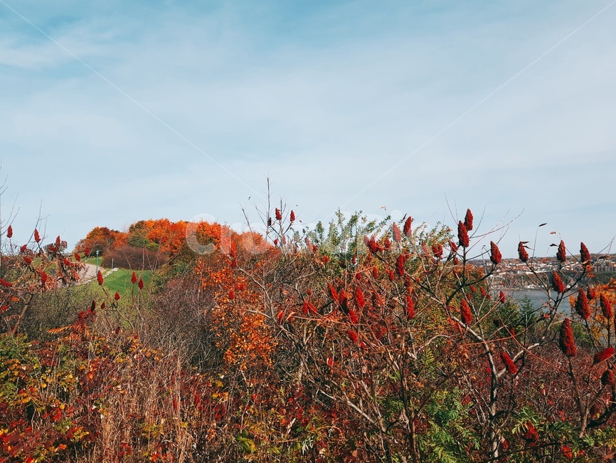 단풍,가을,자연,풍경,배경,nature,가을,계절,fall,autumn,season