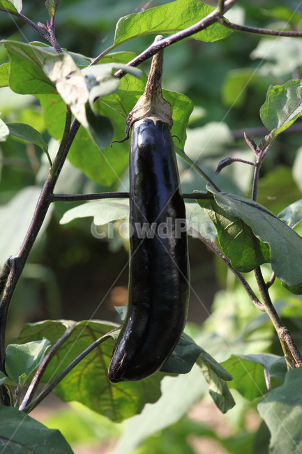 가지,야채,채소,식재료,eggplant