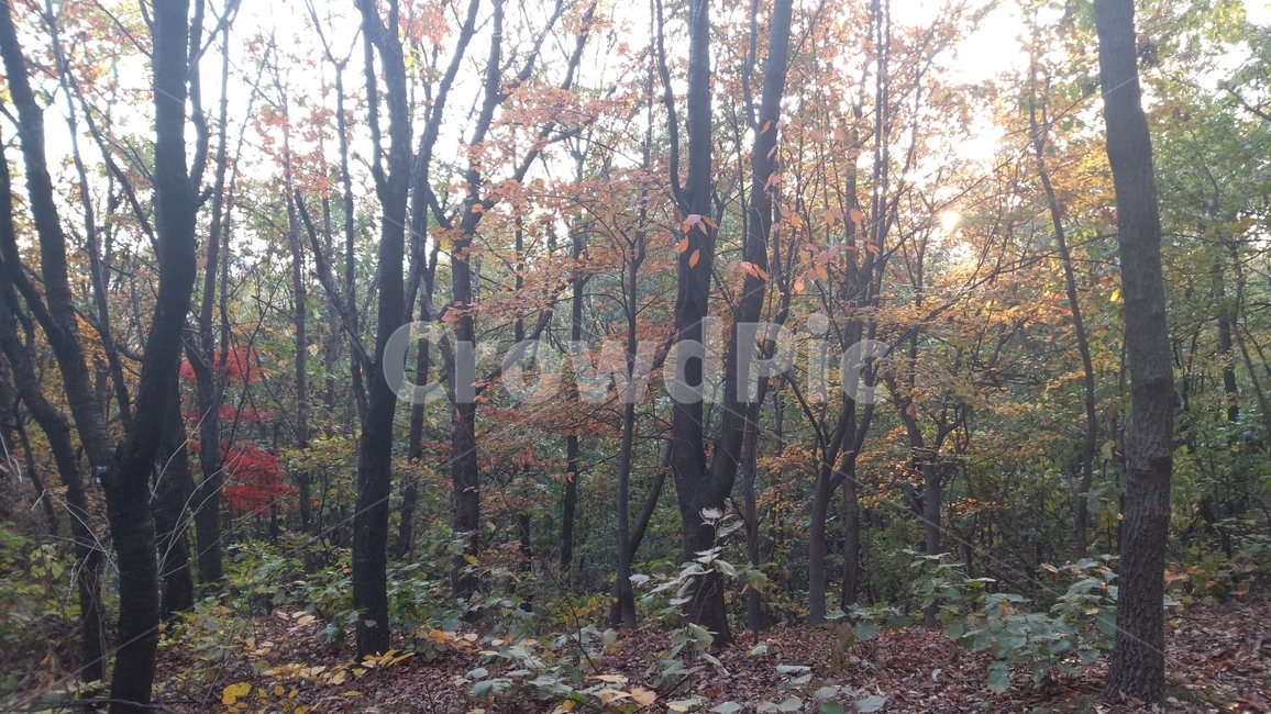 초안산,산,자연,풍경,가을,단풍,choansan,mountain,nature,landscape,autumncolors,나무,trees,wood