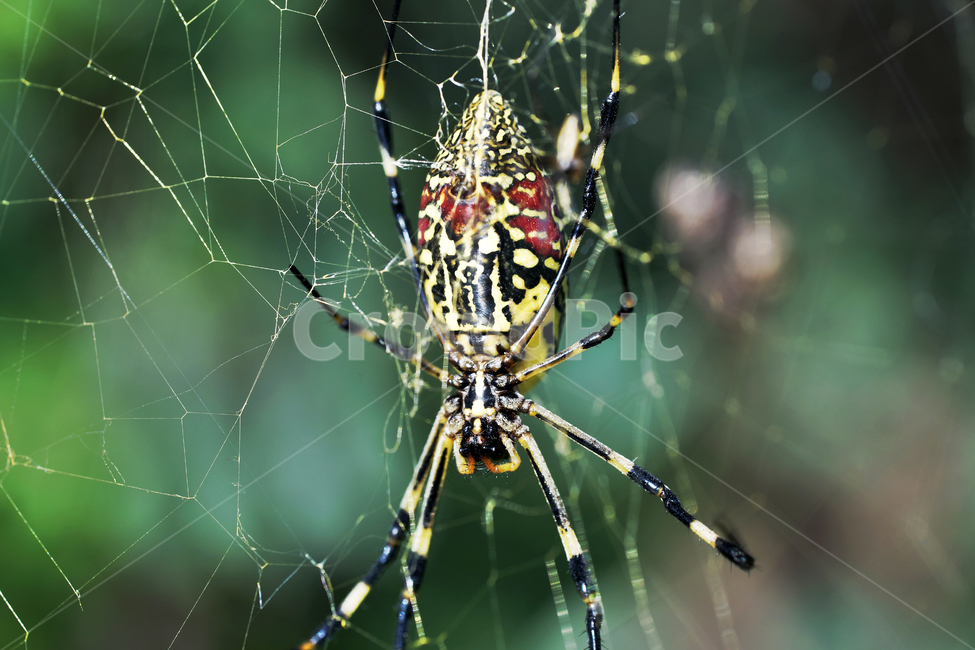 호랑거미,거미,절지동물,argiopeamoena,거미줄,담록색,동물,animal,곤충,벌레,insect,bug