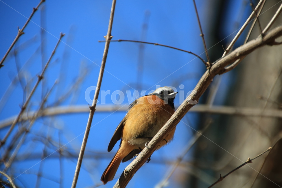 딱새,새,풍경,동물,신설동,동물,animal,조류,새,birds