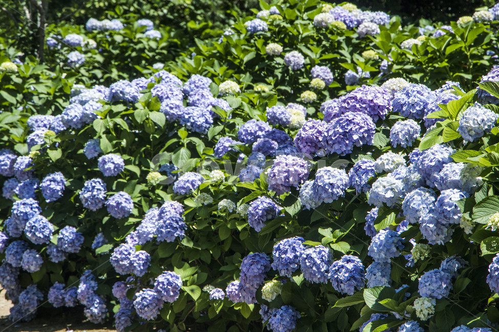 수국,꽃,자연,식물,잎,배경,백그라운드,여름,풍경,경치,식물,자연,plants,nature,꽃,flower