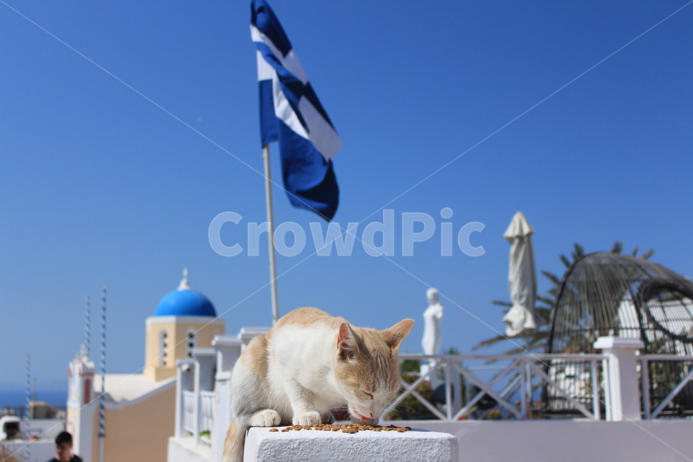 그리스,산토리니,고양이,유럽,이아마을,동물,animal,포유류,mammal,고양이,cat,kitten,kitty