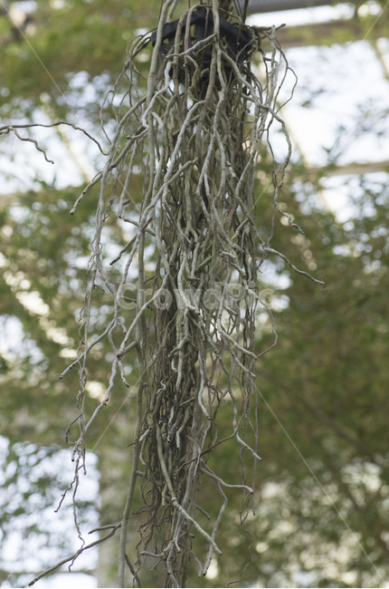 뿌리,식물,나무,tree,공중,root,식물,자연,plants,nature