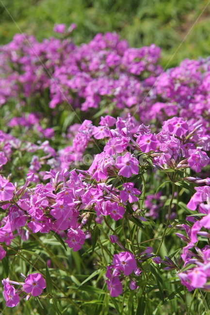 꽃,식물,풀,잎,자연,숲,봄,봄,계절,spring,season,식물,자연,plants,nature,꽃,flower,blossom,geranium,제라늄,plant