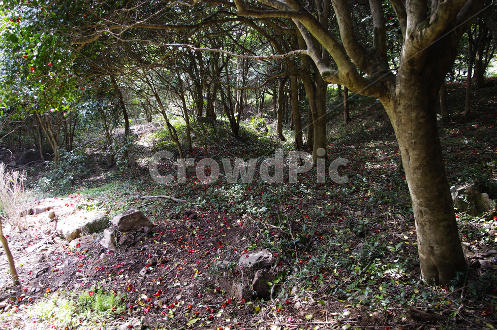 숲,낙화,동백나무,동백꽃,꽃,flower,계절,봄,spring,자연,풍경,nature,landscape,ground,바닥,tree,나무,plant,식물,tree trunk,나무 줄기