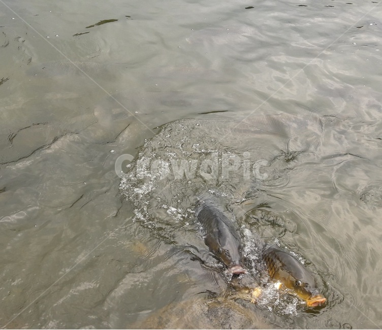 잉어,물고기,물,호수,자연,동물,animal,어류,물고기,fish