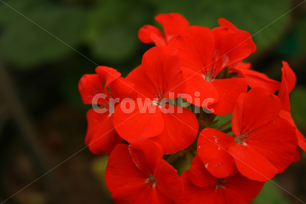목성제라늄,제라늄,식물,flower,plants,nature,꽃,꽃봉오리,식물,자연,plants,nature,꽃,flower
