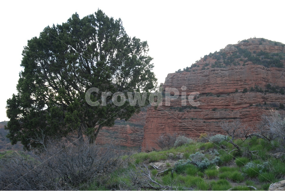 배경,background,경치,풍경,tree,나무,plant,식물,붉은산,미국,중부,자연,풍경,nature,landscape,해외,외국,세계,foreign,oversea,world,세계자연풍경,해외자연풍경,외국자연풍경,world nature landscape