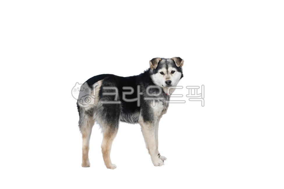 개,강아지,애완동물,누끼,배경,투명배경,애완견,동물,dog,puppy,isolated,background,transparentbackground,pet,animal,png,에스키모개의,husky
