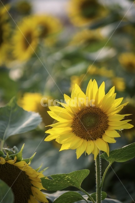 blossom,꽃,식물,flower,해바라기,식물,자연,plants,nature,꽃,flower