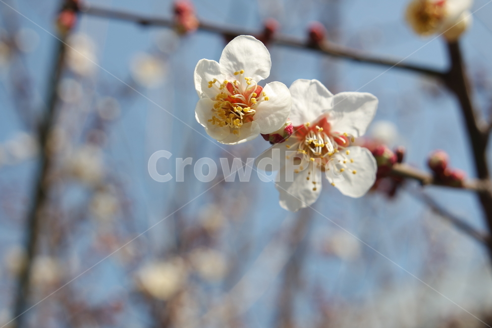 매화꽃,plumblossoms,꽃,플라워,flower,blossom,꽃송이,길가,꽃잎,petal,초록잎,봄꽃