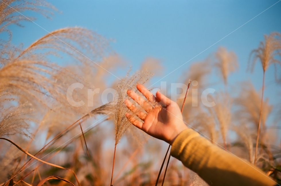 억새,가을풍경,가을,감성사진,가을하늘,하늘공원,공원,가을여행,억새풀,필름,필름사진,film,가을,계절,fall,autumn,season,식물,자연,plants,nature,사람,인물,인간,human,person,신체일부,몸,body,감성,sensible,feeling,grass,잔디,plant,lawn