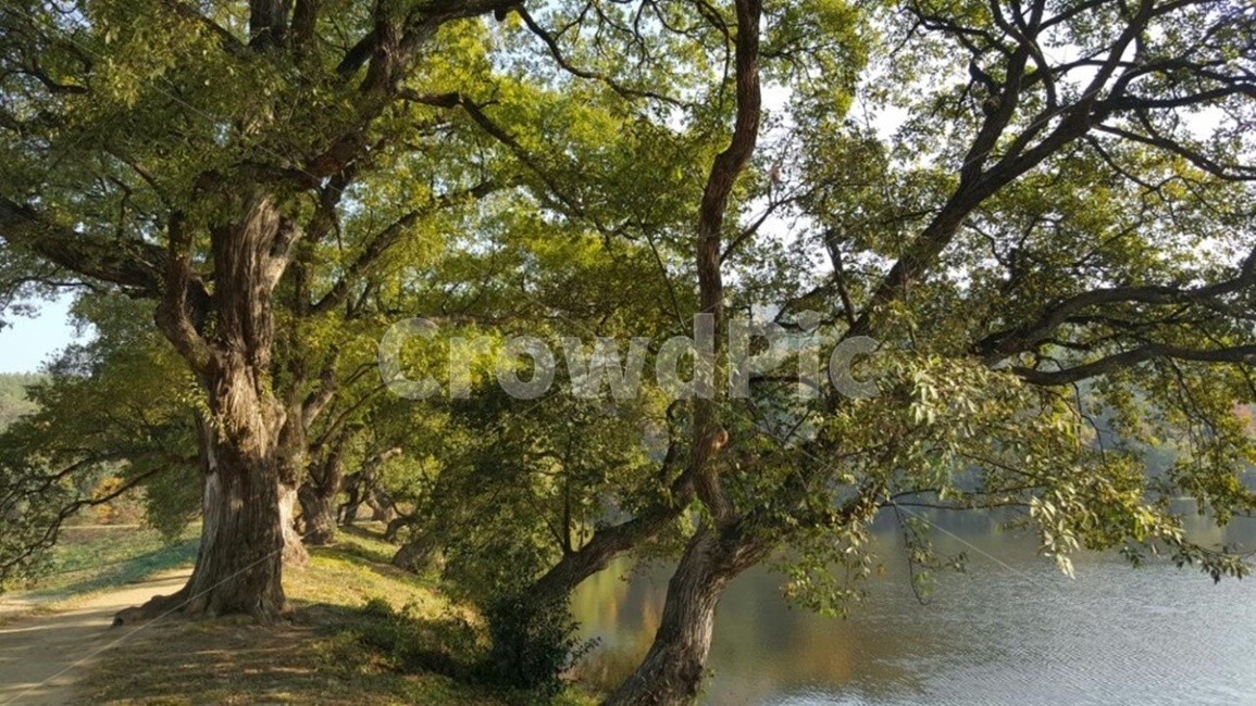 물,저수지,풍경,자연,나무,식물,자연,풍경,nature,landscape
